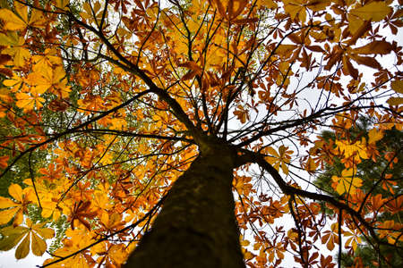 Colors of autumnの写真素材