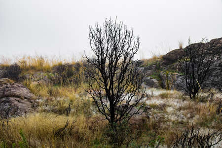 Black treeの写真素材