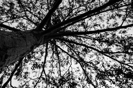Tree in black and white