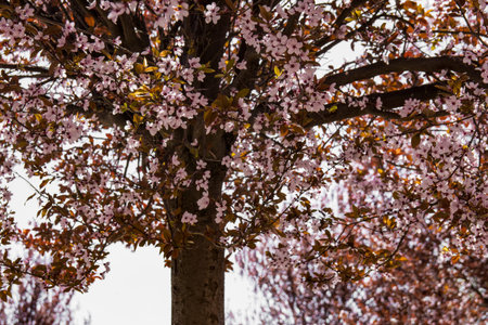 Pink blossoms
