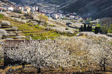 Blooming of the cherry trees - "Jerte Valley", Extremadura (Spain)の写真素材