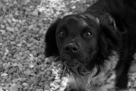 the muzzle of my Brittany Spanielの写真素材