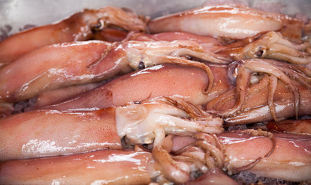 Fresh squid for cooking in the market. Close up.の写真素材