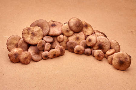 mushroomsの写真素材