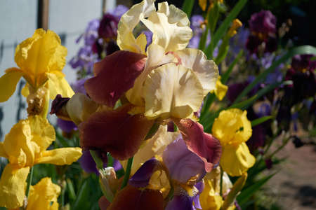 beautiful, gorgeous, colorful plants growing in the large gardenの写真素材