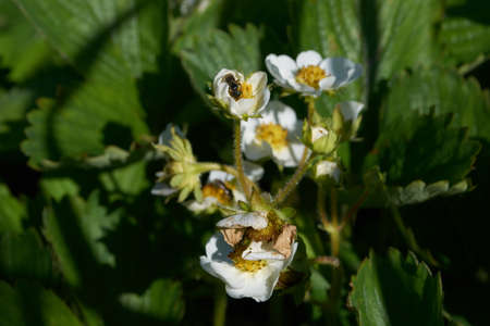 large, long beds of strawberries growing in early springの写真素材