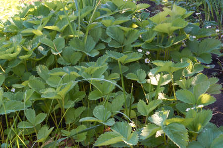 strawberries bloom in early spring in the countryside, large gardenの写真素材