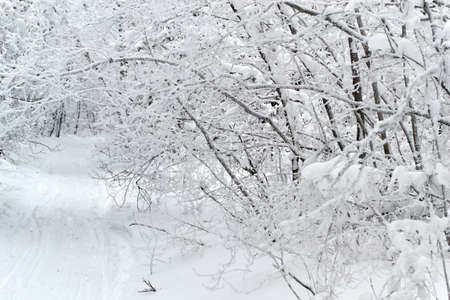 trees in the snow and in the distance the roadの写真素材