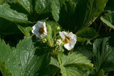 strawberries in early spring in Sunny weather, grows on the groundの写真素材