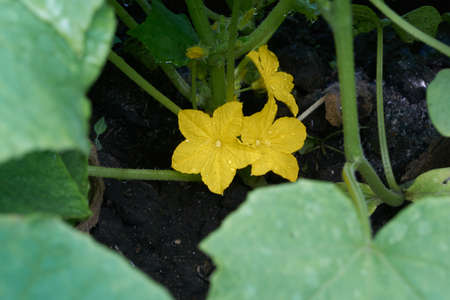 stems green leaves and yellow grew up in a home greenhouseの写真素材