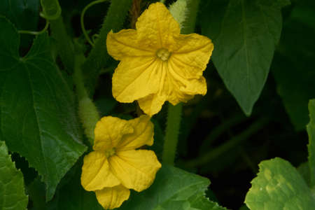 vegetables grow in the spring greens in a large, Botanical gardenの写真素材