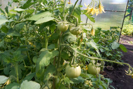 in early spring a lot of delicious, green vegetables grown in the gardenの写真素材