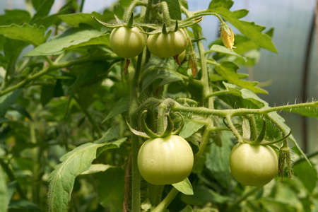 vegetables are delicious, juicy, beautiful green growing in the gardenの写真素材