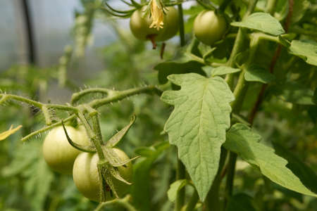 green, classic, beautiful vegetables growing in the Botanical gardenの写真素材