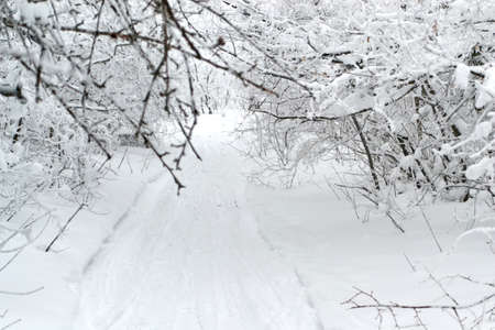 Snowy road with bushes and trees in the snowの写真素材