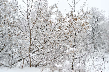 winter forest with trees and bushes in the snow during the day with dry leavesの写真素材