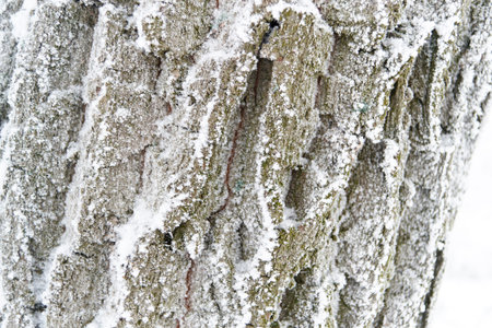 The trunk of the tree with snow in winter day in the forest