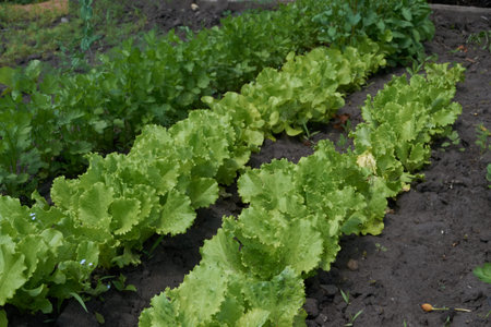 the lettuce