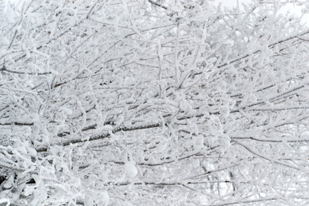 winter, wood bushes in the snow in the forest in a dense afternoon
