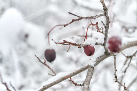 snow-covered dog rose, hawthorn berry trees in winterの写真素材