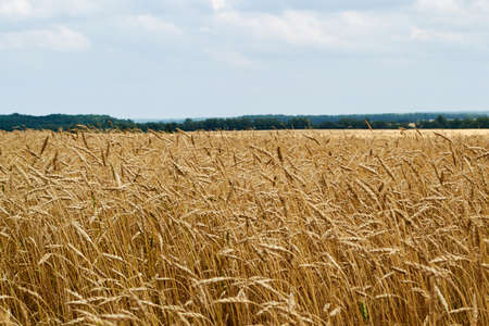 field with yellow color with sky and with cloudsの写真素材