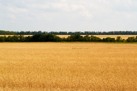 yellow, high, large wheat and rye is near trees