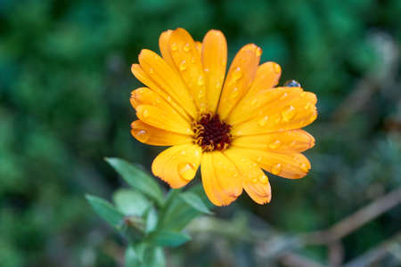 Medicinal plant orange flowerの写真素材