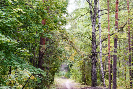 stands a large, dense, beautiful forest with green leavesの写真素材
