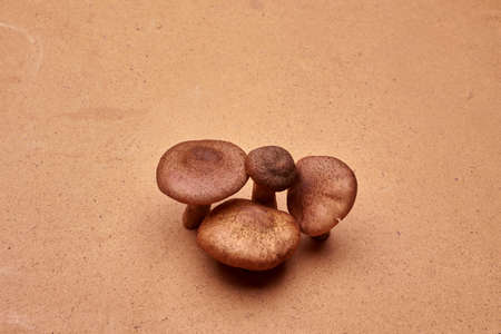 a lot of appetizing, edible mushroomの写真素材