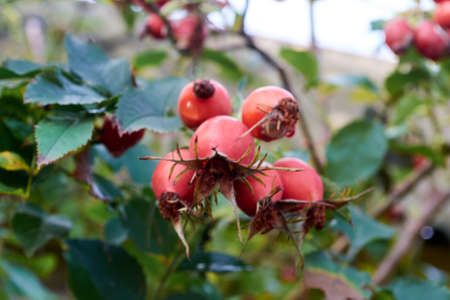 rose hips with fruit on casteの写真素材