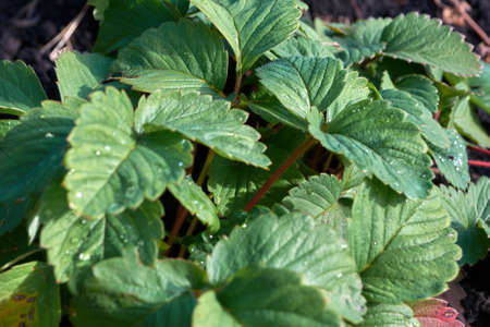 greens in the springの写真素材
