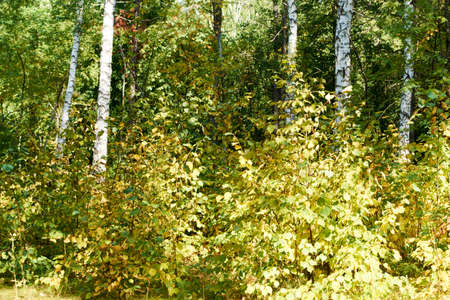 beautiful, big and small trees are near the birchesの写真素材