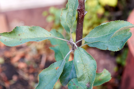 green leaves on apple treeの写真素材