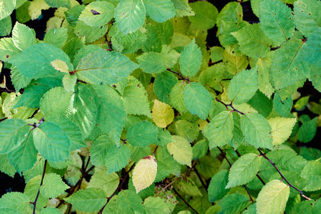 beautiful green plants growing in a large, Botanical garden