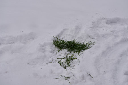 green, a large grass located under the snow in rural forestの写真素材