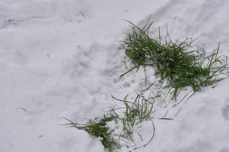 large lawn in the winter remained on the ground and pleases us with a beautiful lifeの写真素材
