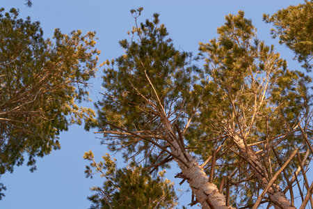 in the morning in Sunny weather, in the sky there are many trees in the Park