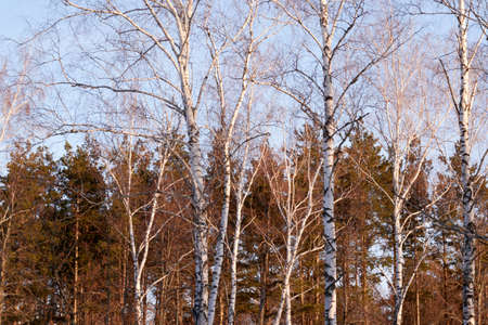 in the winter the trees are straight and beautiful stand in country Parkの写真素材