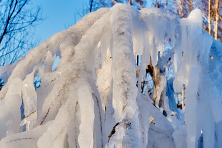 water, snow in early winter froze the bushes in the Park