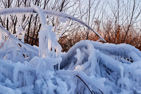 covered with snow in winter, tall, handsome, large bushes