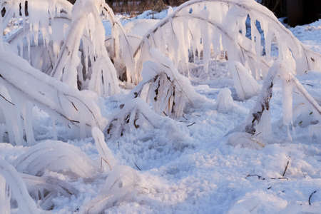 with ice in the morning in Sunny weather there are a lot of trees in the Parkの写真素材