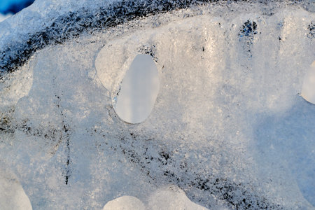 in a beautiful forest of large bushes in winter, located in a clearing