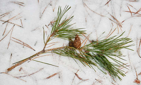 branch with prickly needles settled during winter in the snowの写真素材