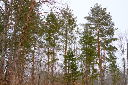 in the morning in Sunny weather, in the sky there are many trees in the Park