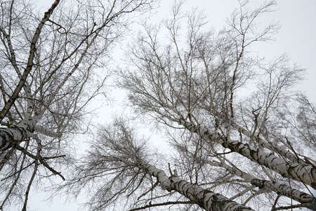 a large and beautiful forest located in winter country Parkの写真素材