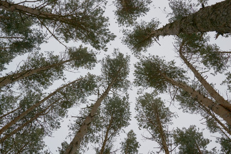 with clean blue sky and the tops of the trees are in the forest