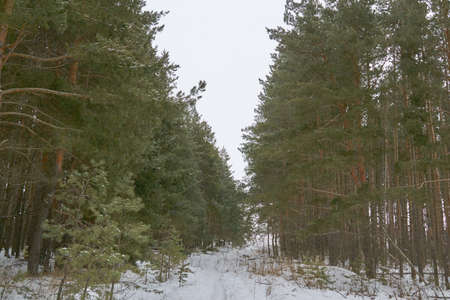 a large and beautiful forest located in winter country Parkの写真素材