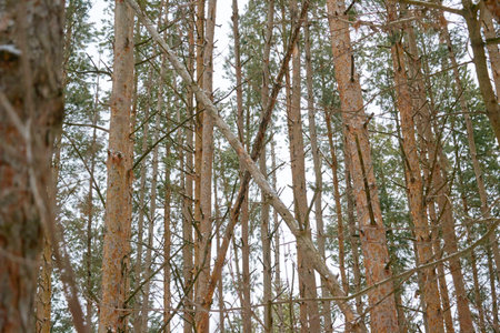 the tree leaned in the winter and in the snow in the sun in a beautiful forest