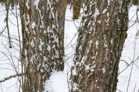beautiful, thick, old trees stand in the snow in winter Park