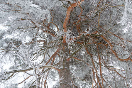 in the afternoon in solar weather at the clear sky pine trees are in the forestの写真素材